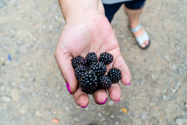 istock Blackberry in hand. Hands holding black raspberries 1774541898