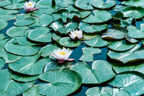 ピンクの睡蓮を咲かせます。白い蓮の花 - frog lily pond water ストックフォトと画像