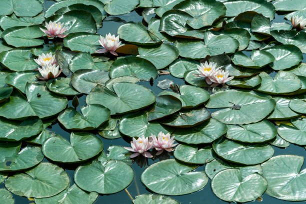 ピンクの睡蓮を咲かせます。白い蓮の花 - frog lily pond water ストックフォトと画像