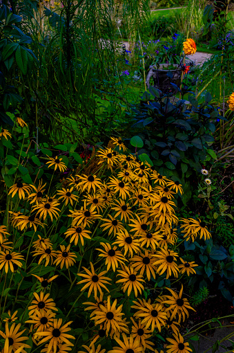 dahlia summer flower walled garden colourful botanical horticultural border