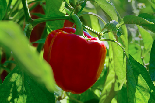 Close-up of red pepper in the vegetable garden. Organically grown red pepper (market gardening concept).