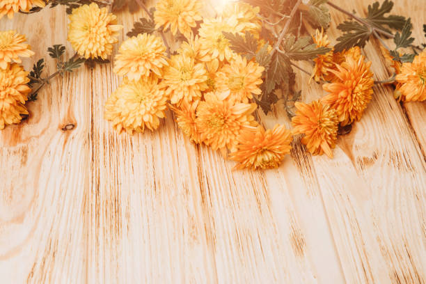 Yellow chrysanthemums blooming closely together, forming a dense and cheerful floral carpet. Nature's vibrant display