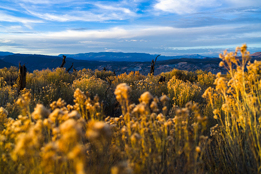 Backlit Rabbitbrush at Sunset Scenic Landscape - Mountain terrain with captivating sunset and warm toned golden hour light.