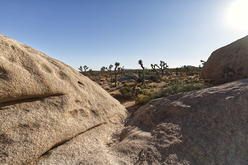 Gigantic boulders in the foreground, joshua trees in the distance