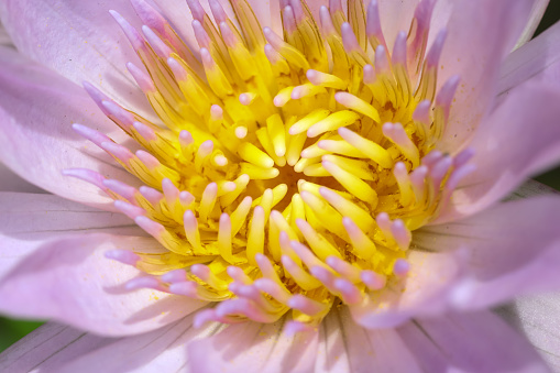 close up lotus flower yellow and purple color is so beautiful
