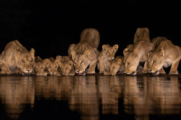 Four adult lionesses with five cubs drinking from a pond at night in Lentorre, Kenya