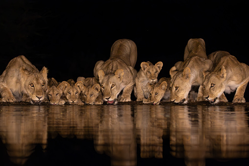 Four adult lionesses with five cubs drinking from a pond at night in Lentorre, Kenya