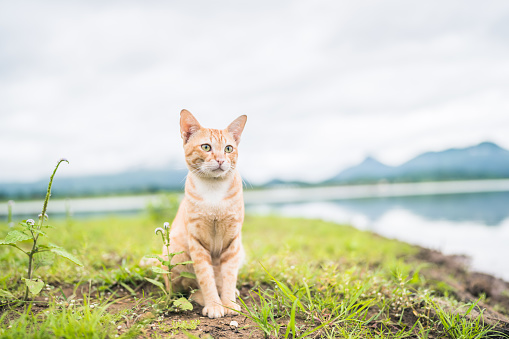 Orange cat sitting on green grass, Relax next to the lake with beautiful mountain views in the morning.
