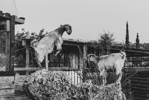 Two goats playing in the farm. Old black and white photo