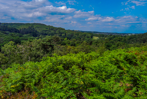 heathland country park landscape scenic lickey hills west midlands uk