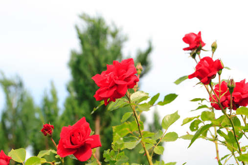 Flowering climbing rose (Rosa filipes) \