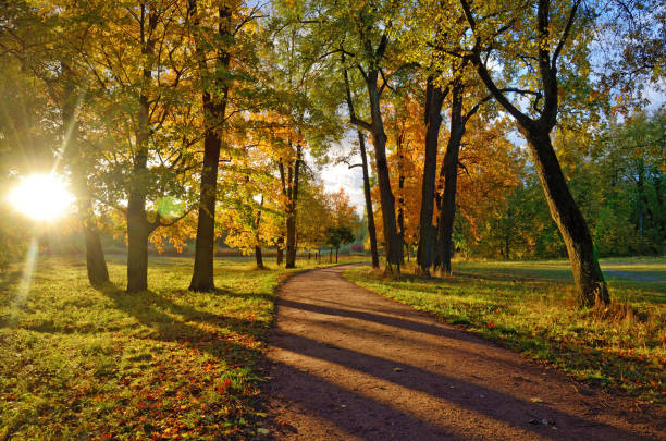 istock Morning in the forest in autumn. 1774553335