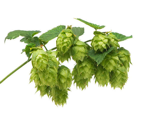 istock Green colored Hop blossoms against a white background 177455567