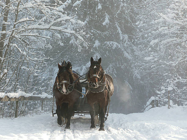 катание на санях. - winter snow livestock horse стоковые фото и изображения