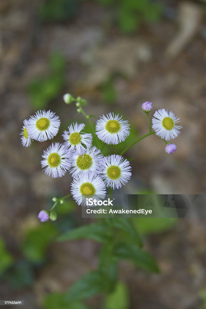 Daisy Fleabane fiori selvatici - Foto stock royalty-free di Close-up