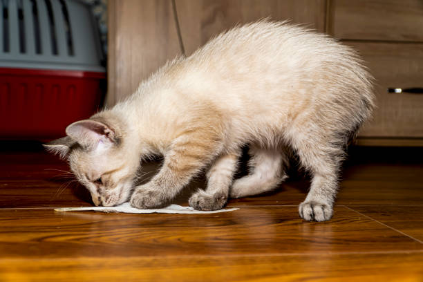istock kitten poses. gray and white cat close-up . 1774559449