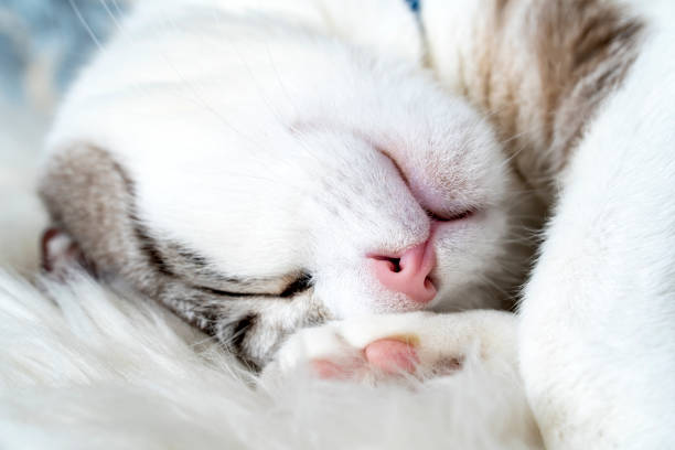 istock gray and white cat close-up . cat poses, 1774559726