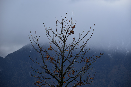 An abstract image or background of a drying and withered tree with a mountain on its background