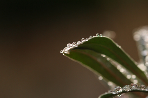 Plants and Flowers: macro photography of a dewdrop on a camellia leaf