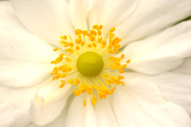 istock Close-up of an anemone flower 1774568662