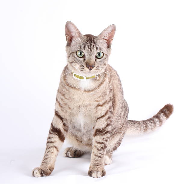 istock Studio shoot of a cute tabby cat 177457162