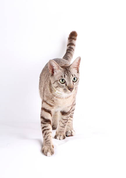 istock Studio shoot of a cute tabby cat 177457179