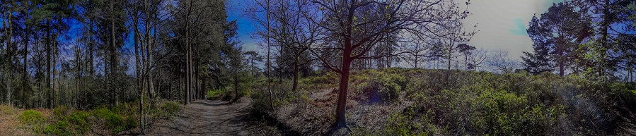 heathland moor country park forest lickey hills birmingham west midlands worcestershire england uk