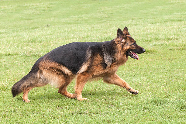 istock German Shepherd Dog on green grass 177457307