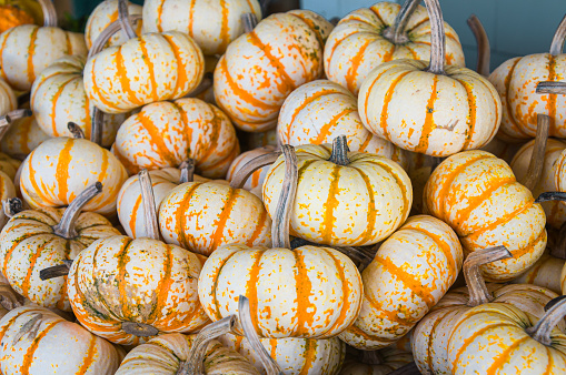 Close up at the top of green and orange pumpkin texture background.