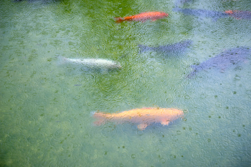 The image shows a school of tilapia swimming around in a large fish pond in the park, waiting to be fed by a group of tourists in the park.