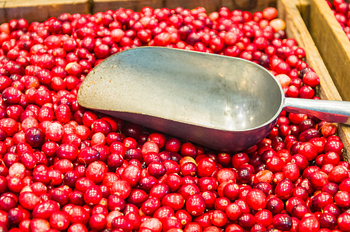 Wooden crates of fresh ripe Cape Cod cranberries in wooden crates with a metal scoop.