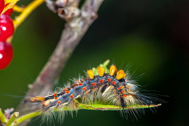 caterpillar na czerwona porzeczka branch - branch caterpillar animal hair insect zdjęcia i obrazy z banku zdjęć
