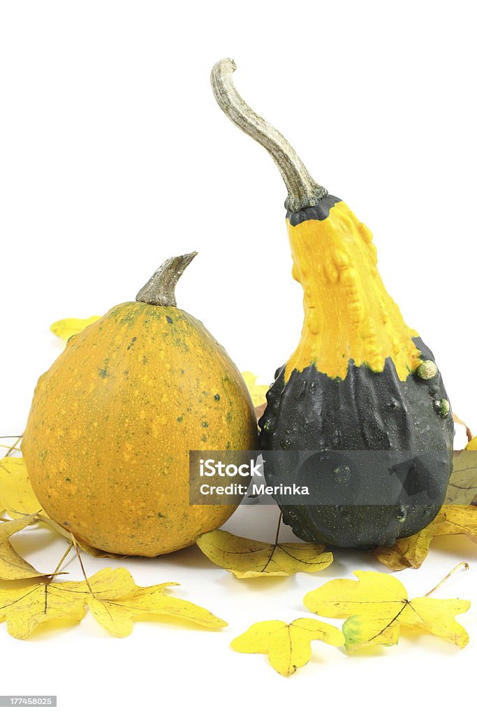 Due mini pumpkins su giallo caduta foglie - Foto stock royalty-free di Acero