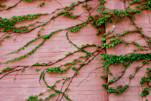 Green vines growing on a pink brick wall