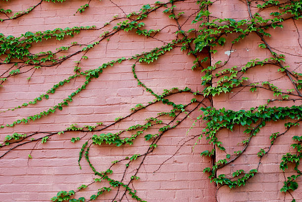 Cтоковое фото Зеленые ветви лозы на стене