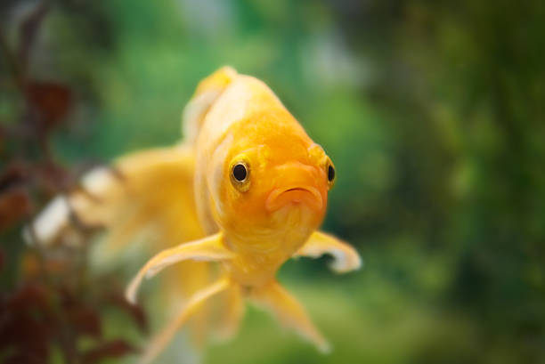 istock Colorful fishes in aquarium 177458127