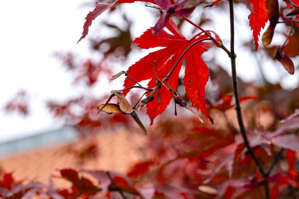 istock The red maple wears its autumn colour 1774581506