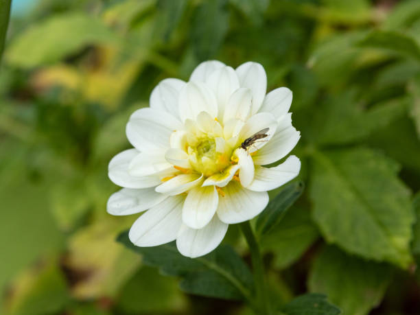 Spät im Herbst sucht diese Fliege noch nach Pollen auf der Dahlienblüte