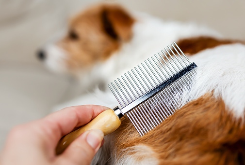 Owner's hand brushing, combing her shedding fluffy dog's hair. Pet care and grooming. Molt season.