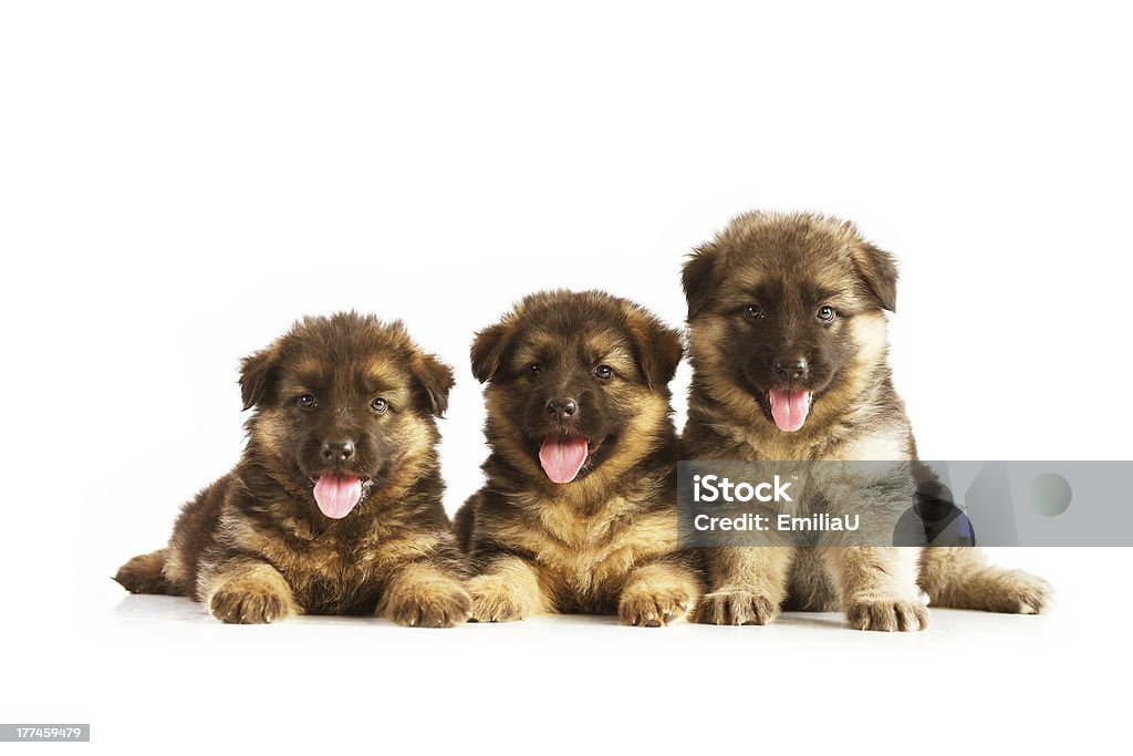 Tres pastor alemán puppies - Foto de stock de Animal libre de derechos