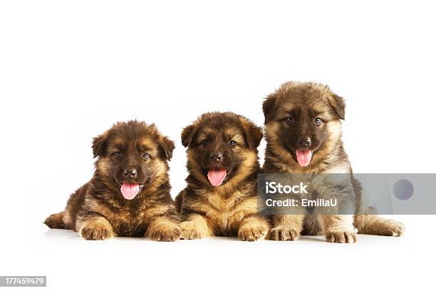 Tres Pastor Alemán Puppies Foto de stock y más banco de imágenes de Animal - Animal, Animal joven, Blanco - Color