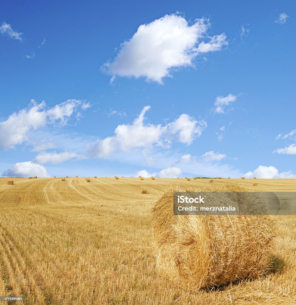 Probar campo con straw bales en verano - Foto de stock de Agricultura libre de derechos