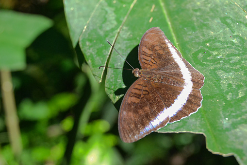 Tanaecia iapis moth