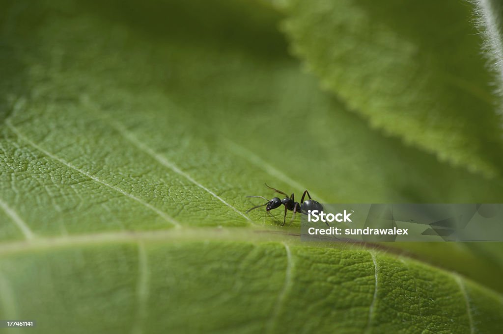 Black ant on a green leaf Black Ant Stock Photo