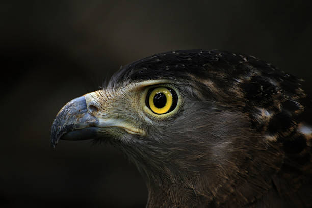 Hawk Hawk feirce stock pictures, royalty-free photos & images