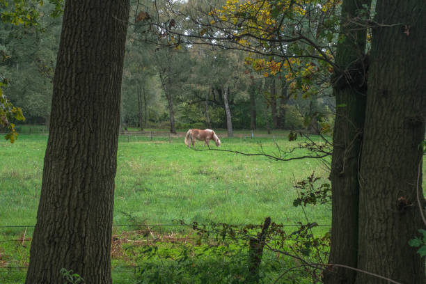 Horse in a meadow in the Netherlands