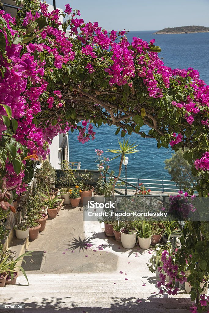 Bougainvillea - is a popular decoration cities in the subtropics Bougainvilleas are popular ornamental plants in most areas with warm climates. Locarno in Switzerland, with its mild Mediterranean climate, is famous for its bougainvilleas.. Bougainvillea Stock Photo