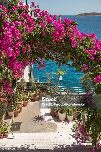 Bougainvillea Is A Popular Decoration Cities In The Subtropics Stock Photo - Download Image Now