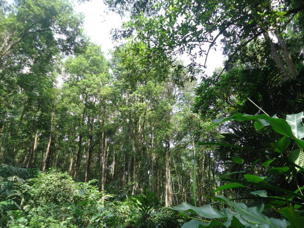 istock Landscape view of a forest 1774615750