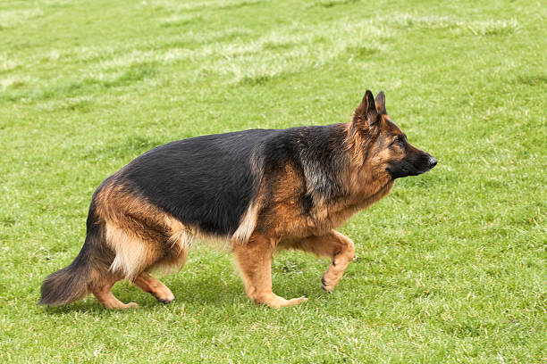 istock German Shepherd Dog on green grass 177461845